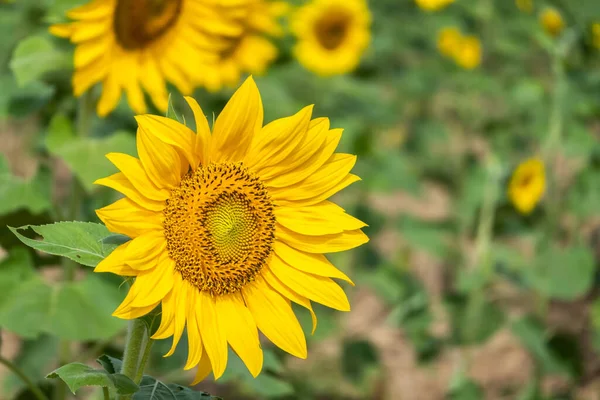 Paisagem Girassóis Fazenda Com Flores Amarelas Durante Dia — Fotografia de Stock