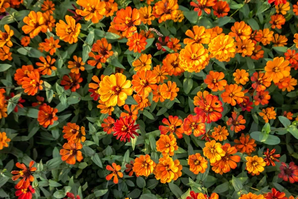 Açık Havada Renkli Kozmos Çiçekleri Çiftliği — Stok fotoğraf