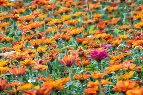 Colorido Cosmos Flores Fazenda Exterior — Fotografia de Stock