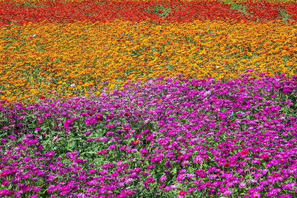 Красочные Цветы Космос Ферма Открытом Воздухе — стоковое фото