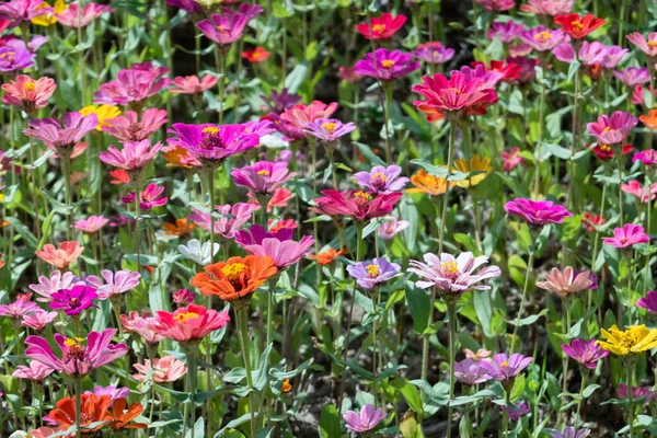 Colorido Cosmos Flores Fazenda Exterior — Fotografia de Stock