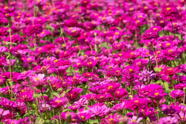 Rosa Och Lila Kosmos Blommor Gård Naturen — Stockfoto