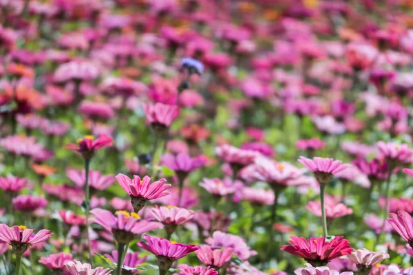 Růžové Fialové Kosmu Květiny Farma Přírodě — Stock fotografie