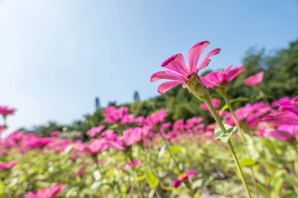 屋外の青い空の下にピンクのコスモスの花が咲く — ストック写真