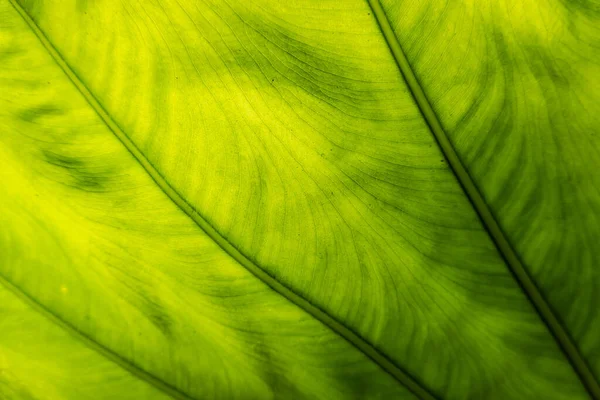 Hoja Alocasia Odora Verde Exterior Ciudad — Foto de Stock