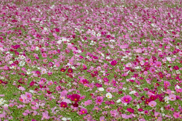 Colorido Cosmos Flores Fazenda Exterior — Fotografia de Stock