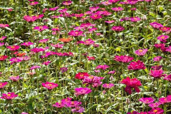 Färgglada Kosmos Blommor Gård Naturen — Stockfoto