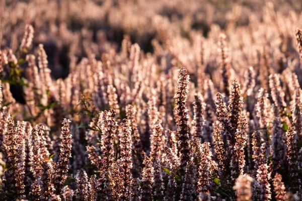 Pink Purple Mesona Flowers Farm Taiwan — Stock Photo, Image