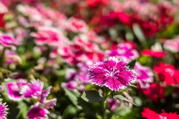 Dianthus Flores Jardim Livre — Fotografia de Stock