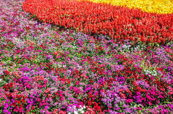 屋外の庭にはダイアンサスの花があり — ストック写真