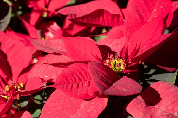Poinsettia Flores Com Folhas Vermelhas Imagens Close Exterior — Fotografia de Stock