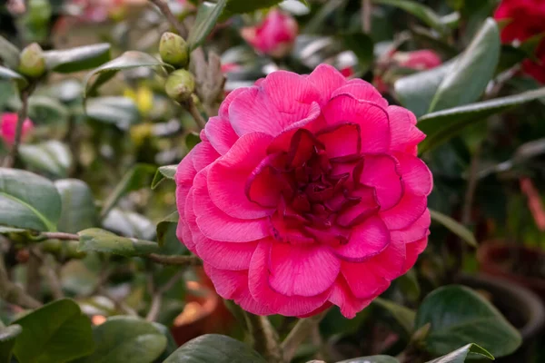 Fleurs Camélia Rose Dans Jardin Extérieur — Photo