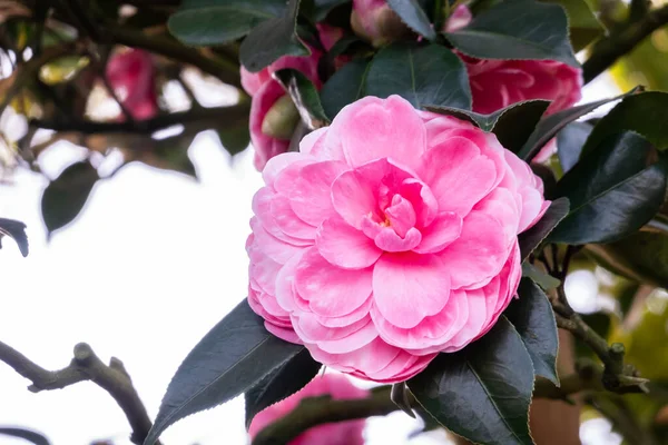 Rózsaszín Kamélia Virágok Kertben Szabadban — Stock Fotó