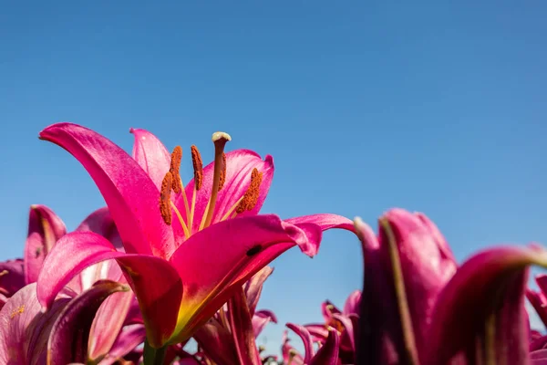 Flores Vermelhas Lírio Beleza Sob Céu Azul — Fotografia de Stock