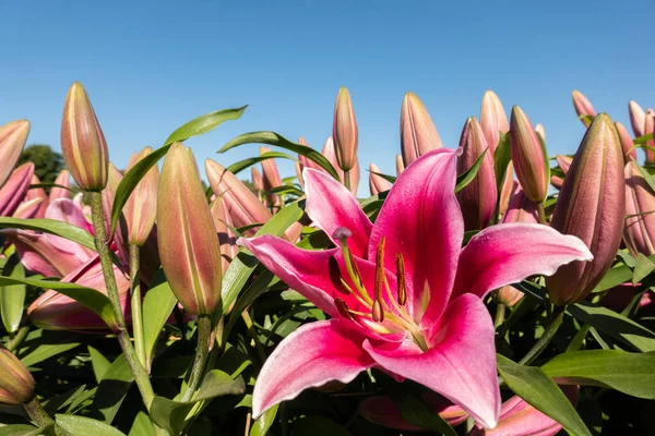 Rote Schönheit Lilie Blüht Unter Blauem Himmel — Stockfoto