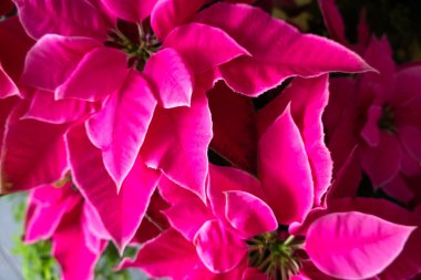 Evde bir grup pembe noktalı çiçek.