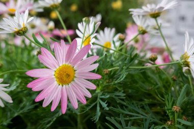 Açık havada renkli kozmos çiçekleri çiftliği