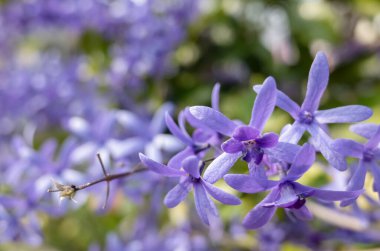 Petrea 'nın yakın plan resmi, zımpara kağıdı sarmaşığı, mor çelenk çiçekleri