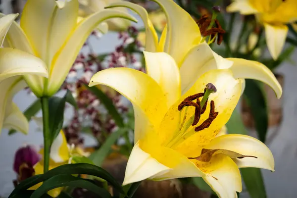 Żółte Lilie Kwiaty Stole Zewnątrz — Zdjęcie stockowe
