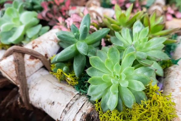 Olika Färska Kaktus Blomkrukan — Stockfoto