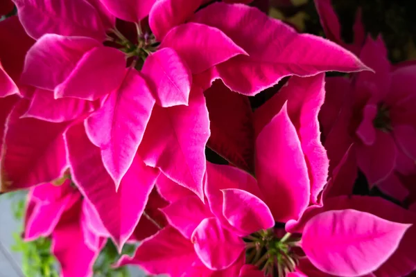Ομάδα Ροζ Λουλούδια Poinsettia Στο Σπίτι — Φωτογραφία Αρχείου