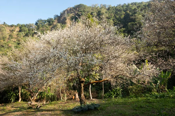 Landschap Van Witte Pruimenbloesem Winter Overdag Nantou Taiwan — Stockfoto