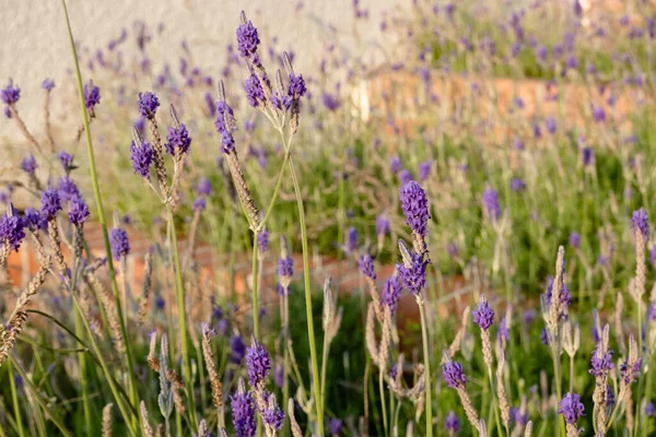 Gündüz vakti bahçedeki mor lavantanın yakın plan görüntüsü