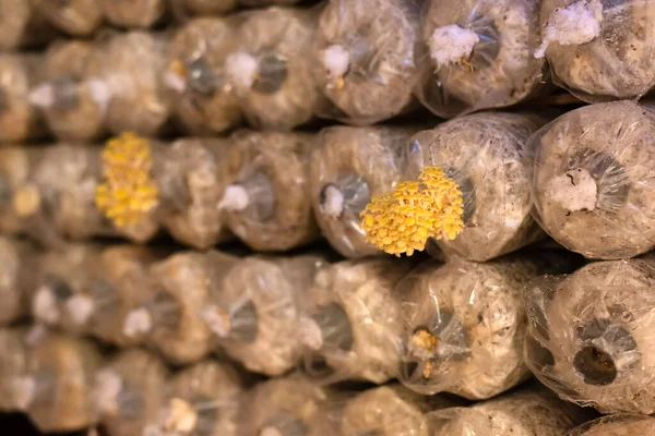 Setas Que Crecen Bolsa Plástico Una Granja Nantou Taiwán — Foto de Stock