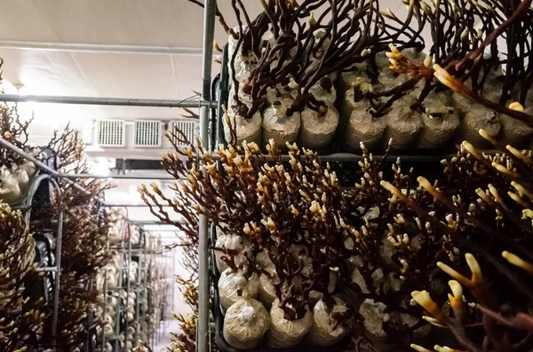Mushroom Ganoderma Farm Puli Town Nantou Taiwan — Stock Photo, Image
