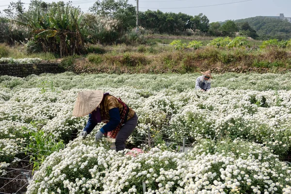 Tongluo Taiwan November 2019 Boer Werkt Een Boerderij Van Chrysanten — Stockfoto