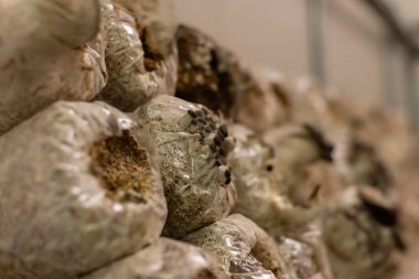 Nantou, Tayvan 'daki bir çiftlikte plastik poşette büyüyen mantarlar.