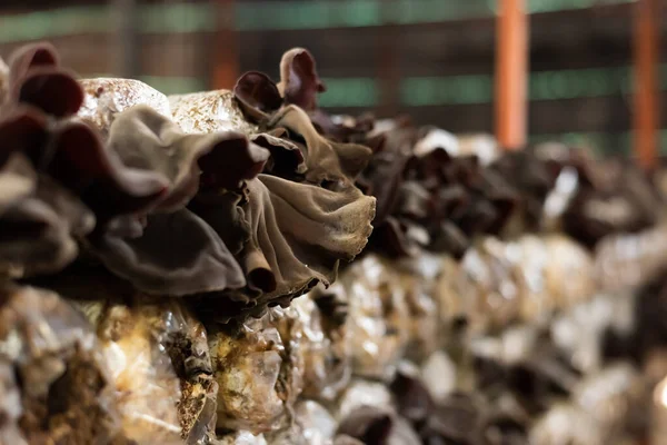 Funghi Che Crescono Sacchetto Plastica Una Fattoria Nantou Taiwan — Foto Stock