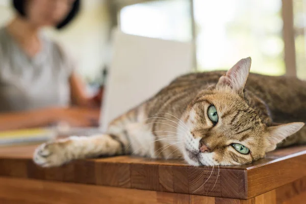 Donna Che Lavora Casa Con Suo Gatto Sdraiato Sul Tavolo — Foto Stock