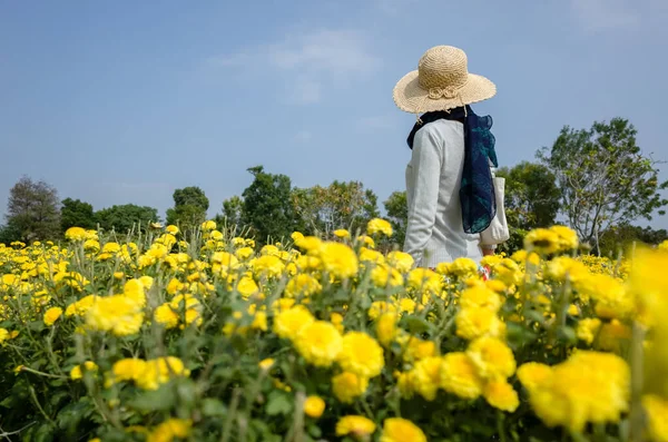 Rückansicht Der Modernen Frau Stehen Der Gelben Chrysanthemenfarm — Stockfoto