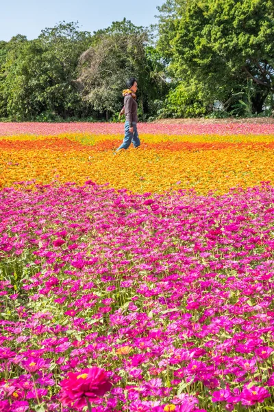Nowoczesny Azji Kobieta Chodzenie Kolorowe Cosmo Kwiaty Gospodarstwa — Zdjęcie stockowe