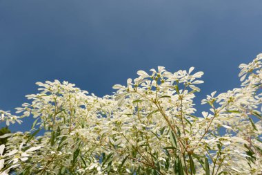 beyaz pascuita çiçekleri, gündüz yakın plan görüntü