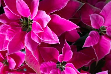 Evde bir grup pembe noktalı çiçek.