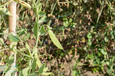 Tayvan 'da açık havada yeşil bezelye tarlası manzarası