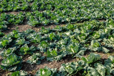 Açık havada yeşil lahana tarlası manzarası