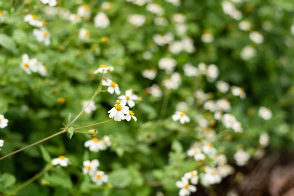 Paisagem Fundo Flor Branca Pequena Com Copyspace — Fotografia de Stock