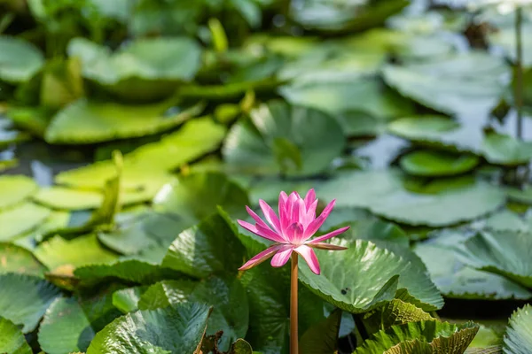 Pink Lotus Flower Green Leaves Farm — Stock Photo, Image