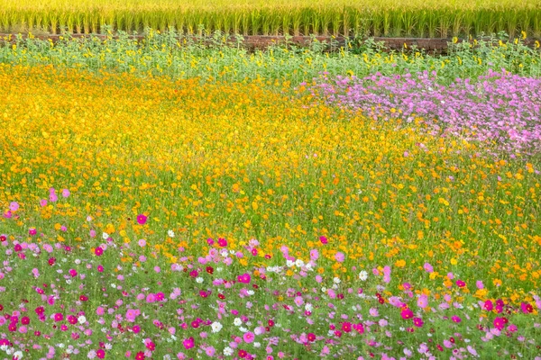 Kleurrijke Kosmos Bloemen Boerderij Buitenlucht — Stockfoto