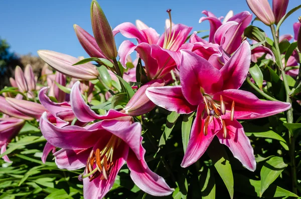 Rote Schönheit Lilie Blüht Unter Blauem Himmel — Stockfoto