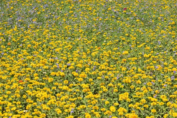 Żółty Kosmos Kwiaty Gospodarstwa Plenerze — Zdjęcie stockowe