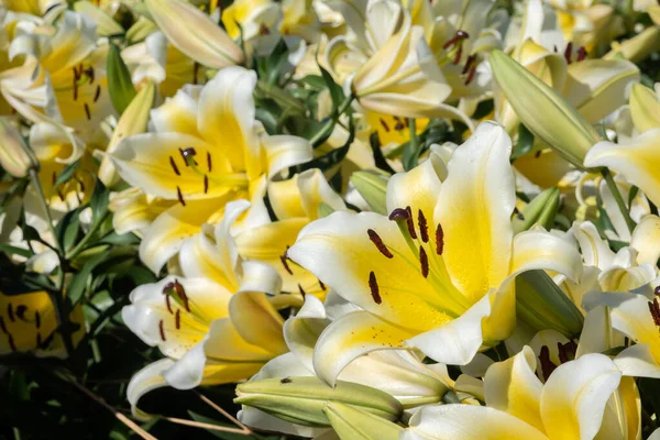 Giglio Giallo Bellezza Fiori Durante Giorno All Esterno — Foto Stock