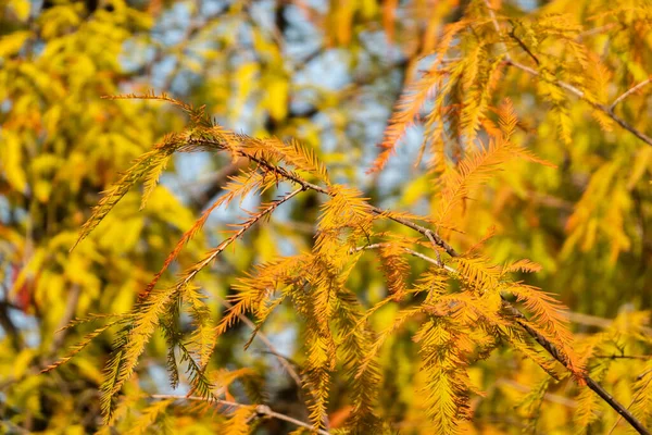 Scenery Orange Larch Closeup Image Daytime — Stock Photo, Image