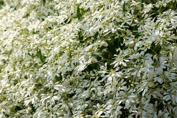 Flores Brancas Pascuita Imagem Close Durante Dia — Fotografia de Stock