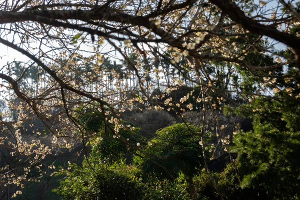 南投の冬の昼間の白梅の風景 — ストック写真