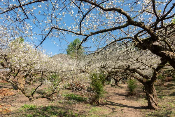 南投の庭の白い梅の花アジア — ストック写真