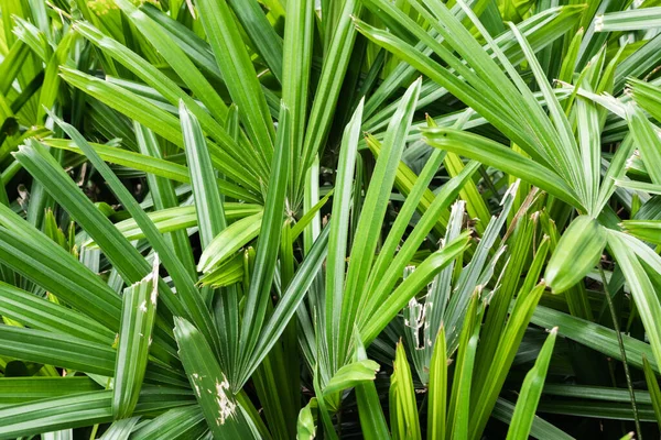 Plantes Tropicales Fond Feuilles Vertes Texture Nature — Photo